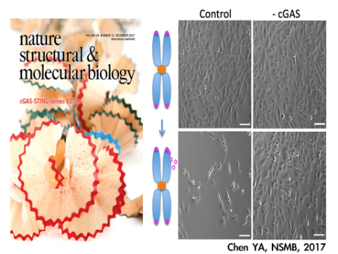 端粒DNA影響癌症生成 端粒DNA影響癌症生成